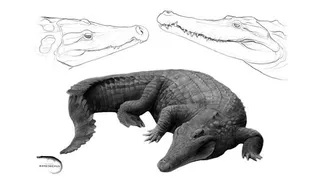 Nueva especie de cocodrilo que habitó en el sur de Zamora hace 45 millones de años