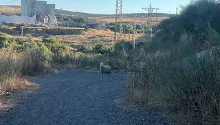 La oveja en la zona del Marín