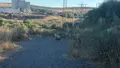 La oveja en la zona del Marín