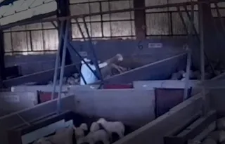Maltrato corderos