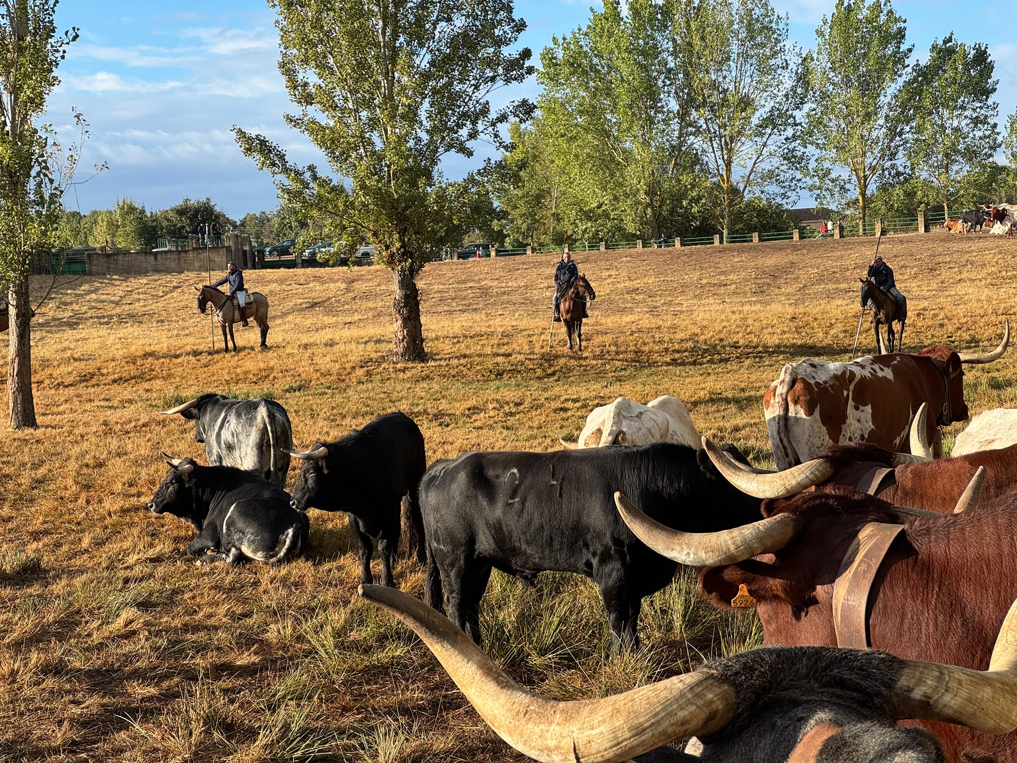 Encierro a Caballo De Novillos De La Campana En Aldead&aacute;vila De La Ribera. Salamanca24horas (5)