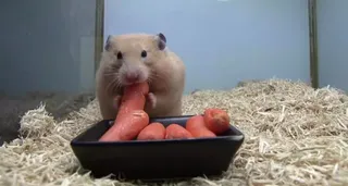 Hamster | EP