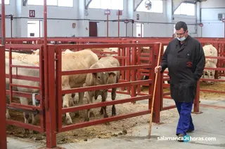 Denuncian una “falta crónica de personal” en el Mercado Regional de Ganados de Salamanca