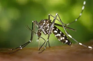 Mosquito tigre | Fotografía EP