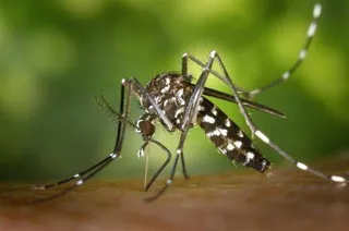 Mosquito tigre | Fotografía EP