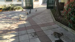 Colonia Felina de El Espolón en Alba de Tormes | Ayuntamiento Alba de Tormes