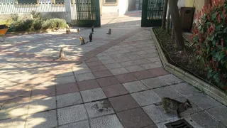 Colonia Felina de El Espolón en Alba de Tormes | Ayuntamiento Alba de Tormes