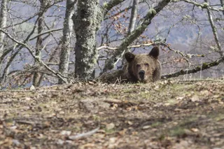 Un oso hiere de gravedad a una mujer en Asturias