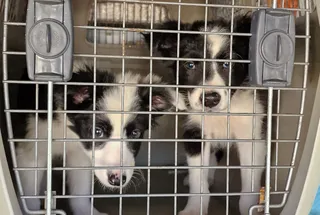 Desarticula una organización criminal dedicada a la cría y venta ilegal de cachorros en España. Foto Policía Nacional