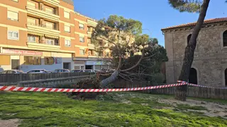 Cae un árbol en el parque de las Salesas | Andrea Mateos