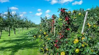 Frutales