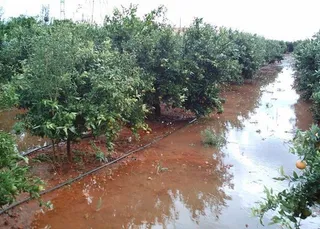 CITRICOS