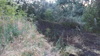Un incendio por pelusas de chopo moviliza a los bomberos en Alba de Tormes