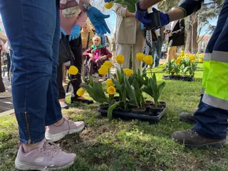 Plantación de tulipanes por el día del Parkinson