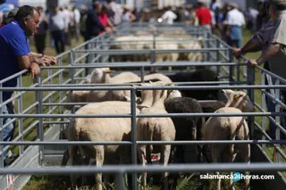 Feria Ganadera de Lumbrales (5)
