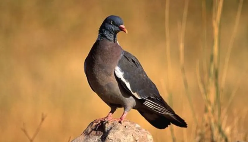 Paloma torcaz. Foto SEOBirdLife