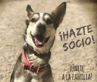 Siempre Fiel