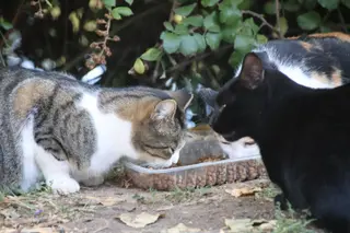 Gatos. Archivo