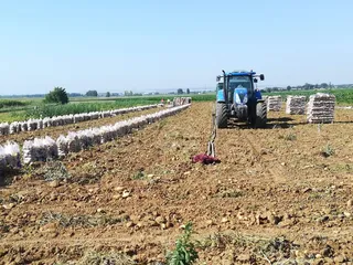 Recogida de patatas
