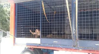 Izquierda Unida se manifiesta a favor del ocio sin sufrimiento y contra el maltrato animal