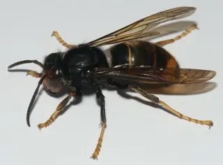 Avispa velutina o asiática | Europa Press