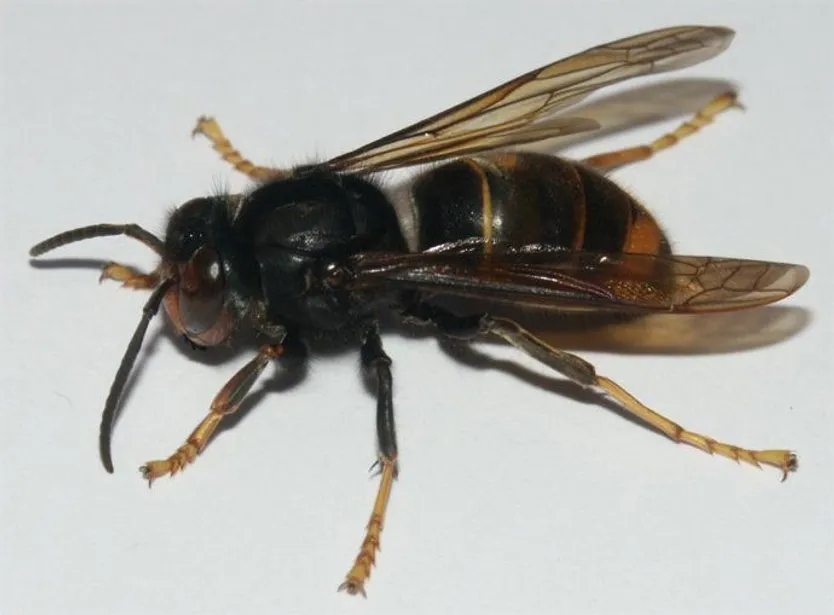Avispa velutina o asiática