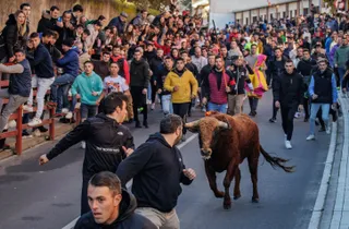 Toro de San Sebastian en Ciudad Rodrigo - Santos Vicente / ICAL