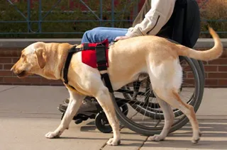 Perro guía
