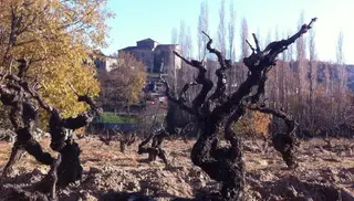 El Ayuntamiento saca a subasta terrenos para fomentar la industria agropecuaria