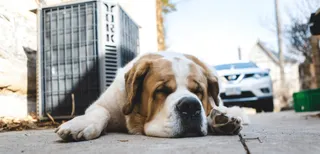 Imagen de un perro | RSCE