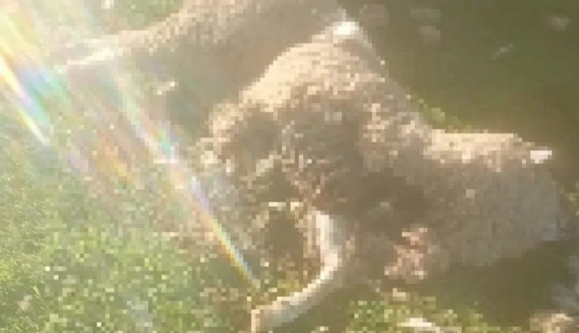 Ataque de buitre en Cespedosa