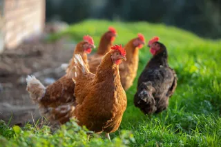 Gallinas en un corral doméstico al aire libre | Europa Press