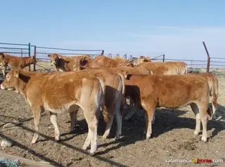 La mesa de vacuno vuelve a alegrar la Lonja