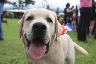 Perro