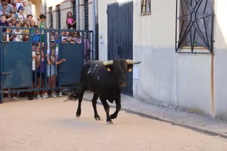 Encierro urbano en Calzada de Valdunciel