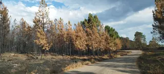 Cómo ha quedado el terreno de Monsagro tras el incendio