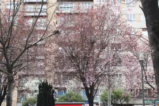 árboles floreciendo (12)