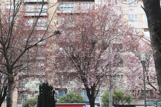 árboles floreciendo (12)