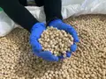 Garbanzos | Europa Press