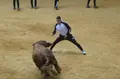 Encierro Con Novillos Y Capea En Alba De Tormes. Fotos Juanes 