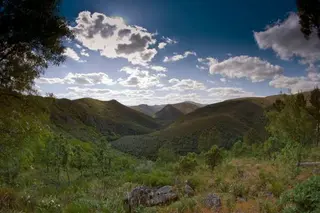 La Junta convoca ayudas para el fomento de plantaciones de especies forestales - Europapress