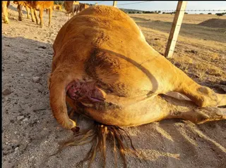 Vaca muerta, afectada por la EHE en Zamayón
