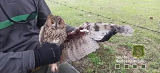 Búho atrapado en alambre |APAMCYL