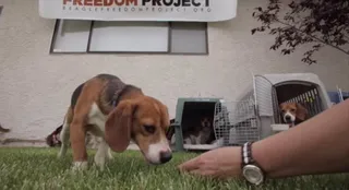 Beagle. EP