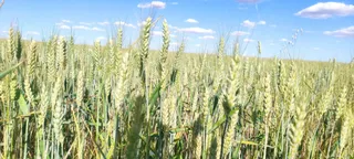 Campo de trigo, cereales. Foto de archivo