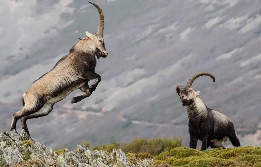 Dos Ejemplares Macho De Cabra Montés Luchando En La Peña De Francia. Imagen Autoría De Víctor Manuel Pedraz Sierra