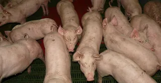 Pig 11246 1280