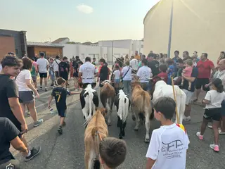 Encierro infantil de Mini Bueyes en Guijuelo durante sus fiestas 2025 | Salamanca24horas