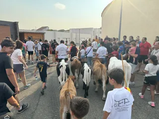 Encierro infantil de Mini Bueyes en Guijuelo durante sus fiestas 2025 | Salamanca24horas