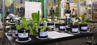 Stand USAL en Salamaq